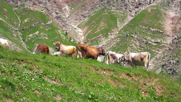 Farm Cows on the Grass in the Mountains