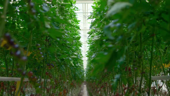 Tomatoes Plants Cultivating Concept in Modern Warm Greenhouse Among Green Leafs