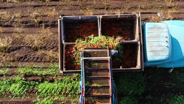 Carrot Harvest in the Countryside