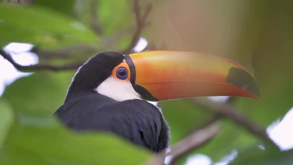 Slow motion view of a toucan in focus looking around and blinking in the jungle of the Iguazu Falls.