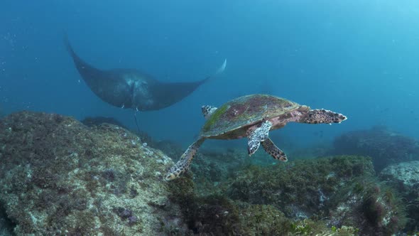 A Green Sea Turtle swim effortlessly over a reef towards a pair of playful Manta Rays gliding throug