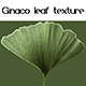 Ginaco Leaf Texture - 3DOcean Item for Sale