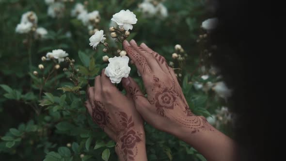 Close Up Shot of Woman's Hands, Who Touches a Rose, She Has a Mehendi on Fingers