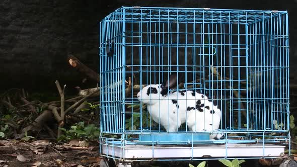 Rabbit in a blue iron cage. video of cute white rabbit in a grid of boxes.