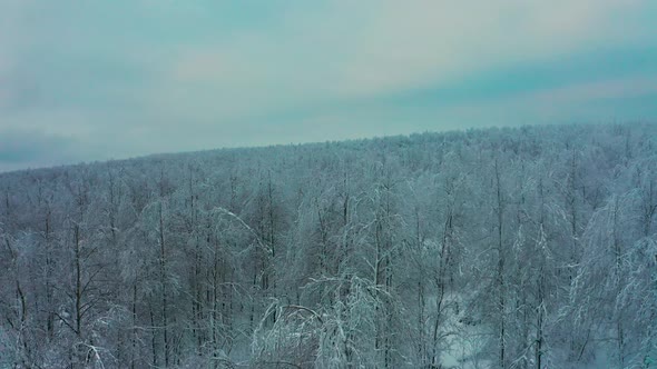 Cinematic Aerial View of a Cold Snowcovered Forest at the Top of a Hill