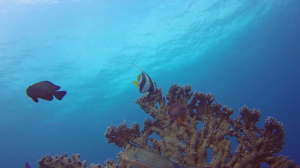 Colorful Bannerfish and Blue Water Background