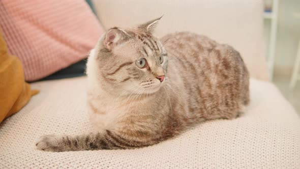 Cat Lying on Sofa Closeup Scottish Fold Portrait