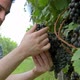 Man Inspecting Black Grapes on The Vine in Vineyard - VideoHive Item for Sale