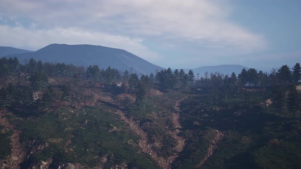 Majestic Green Mountain Forest on Fog Background alt