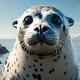 Harbor Seal Groan Grunt 01