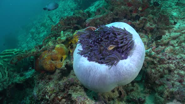 pink skunk anemone fishes in closed purple sea anemone on tropical coral reef.