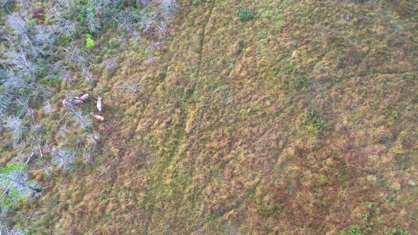 Aerial View of Deer in County Donegal - Ireland