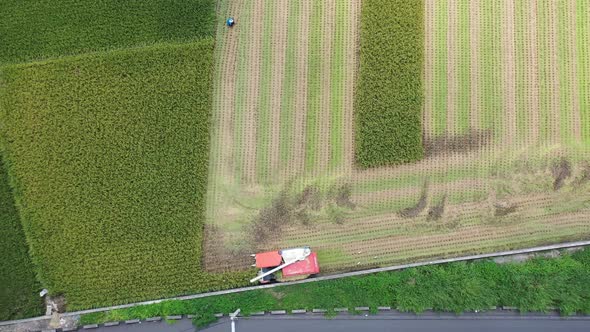 Aerial drone footage Cultivated rice paddy field, farmer harvesting the crops with multifunctional p