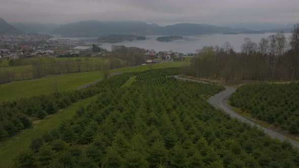 Evergreen Spruces (Christmas Trees) Planted On Farm In Norway. Scenery On A Foggy Day. aerial drone