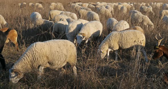 Domestic sheeps , France