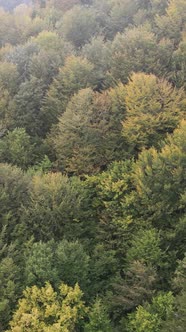 Aerial View of Trees in the Forest