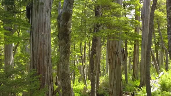 Aerial rising in the middle of a larch forest surrounded by mountains covered in vegetation, El Bols