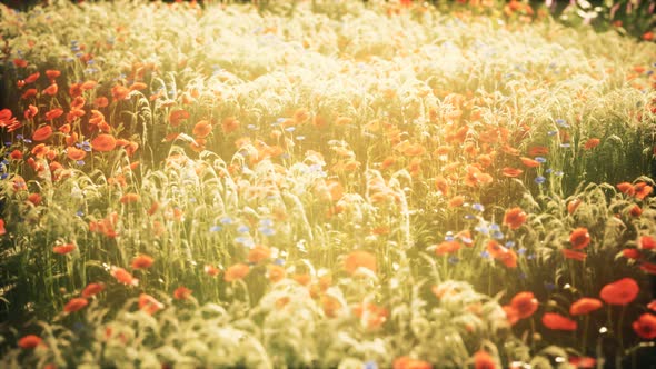 Wild Field Flowers at Summer Sunset