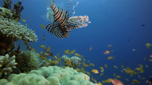 Tropical Coral Reefs Lion-Fish