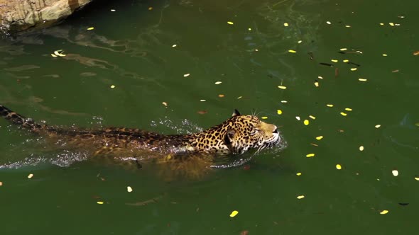 slow-motion of jaguar tiger playing and swimming in pond