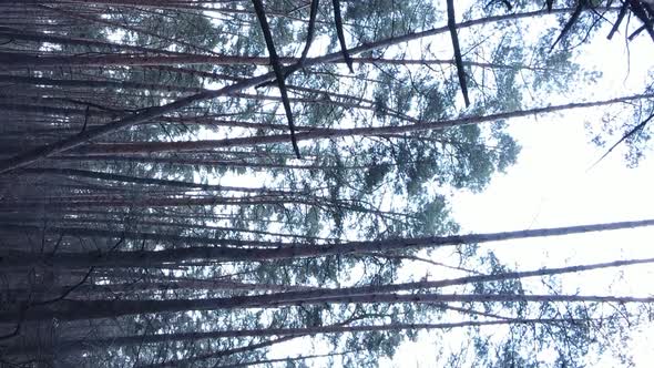 Vertical Video of Trees in a Pine Forest Slow Motion