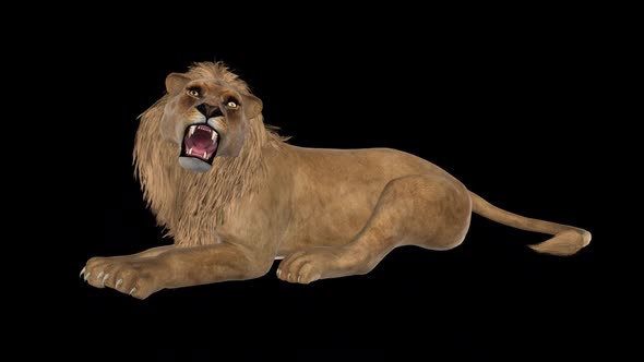 Lion - Laying and Roaring - Transparent Loop
