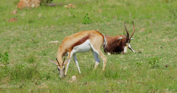 African Wildlife Bontebok Antelope and Dorcas Gazelle Feeding on Grass