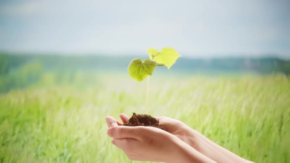 Green Plant Sprout in Hands Closeup Seedling with Soil on Field Background