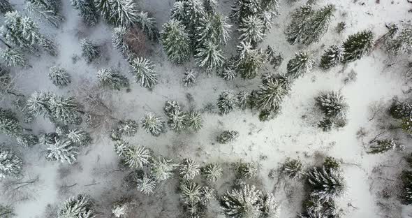 Aerial View of Forest Covered with Snow in Mountains