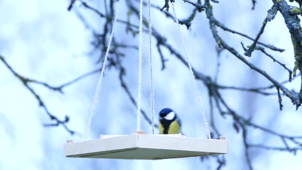 Great tits eating sunflower seeds from hanging seed feeder in winter garden, stock video