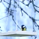 Great tits eating sunflower seeds from hanging seed feeder in winter garden, stock video - VideoHive Item for Sale