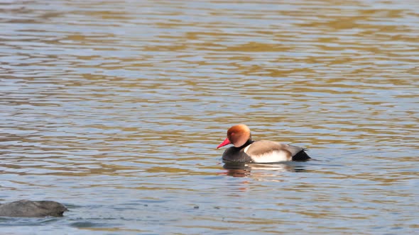 Red-crested pochard ,male duck