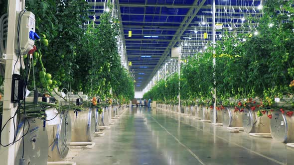 Industrial Greenhouse with Tomatoes. Modern Agriculture.