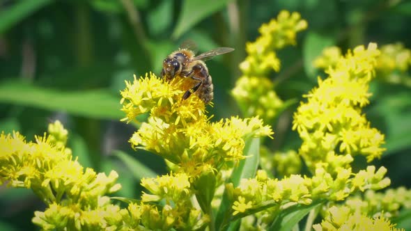 Bee Getting Pollen From Yellow Flowers