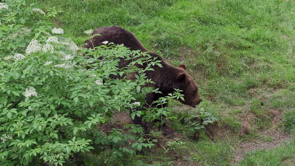 Brown bear (Ursus arctos) in the forest