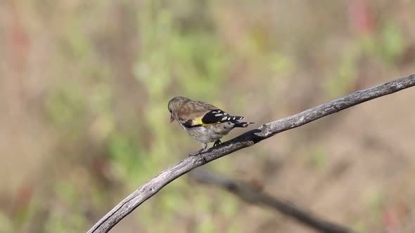 European goldfinch, Carduelis carduelis. A bird sat on a dry branch