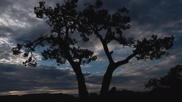 Clouds Behind Twisted Juniper Tree Silhouette Sedona Arizona Timelapse Zoom Out