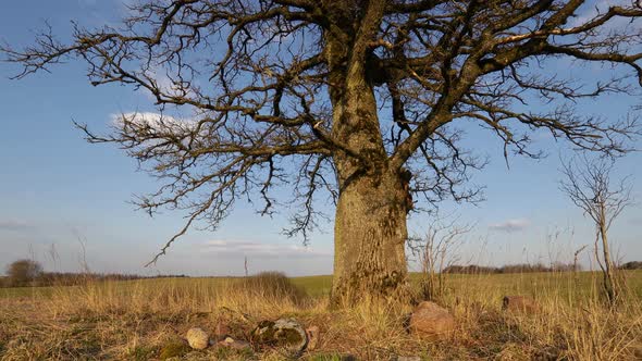 Oak Tree With Stones