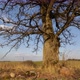 Oak Tree With Stones - VideoHive Item for Sale
