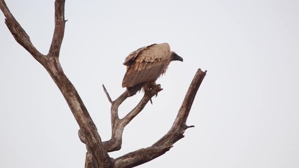African vulture perched in tree