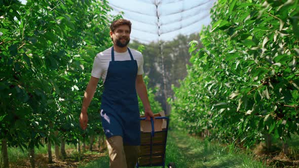 Farm Worker Transporting Boxes with Harvest in Sunny Impressive Garden Smiling