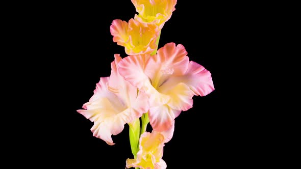 Time lapse of Opening Gladiolus Flower