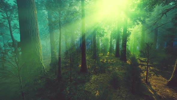 Morning Fog in the Giant Sequoias Forest