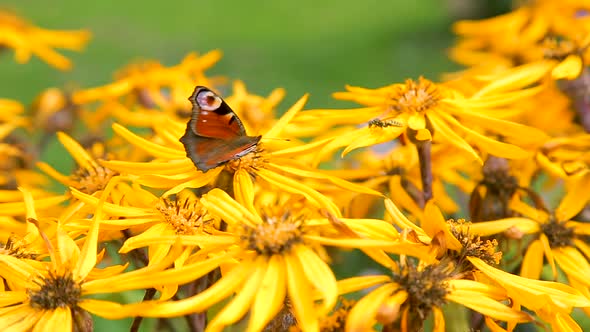 Butterflies on Yellow Late Summer Flowers