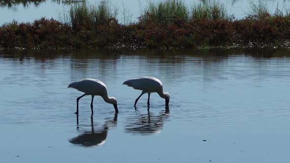 Royal spoonbill bird wading in shallow water and hunting prey in lake, panning shot