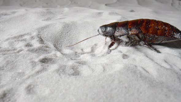 Madagascar Hissing Cockroach Creeping on White Dry Sand