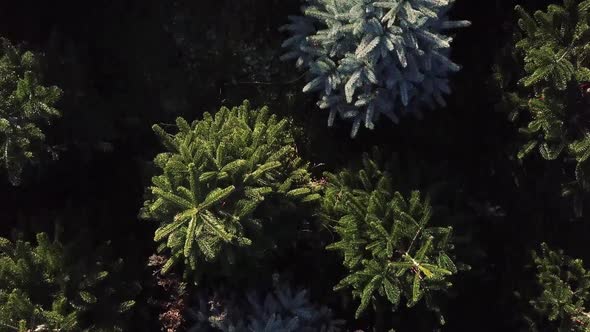 Low aerial slow forward moving over Christmas trees