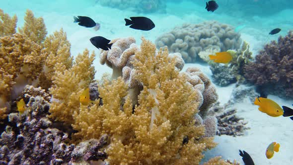 Coral Reef with Fish Underwater