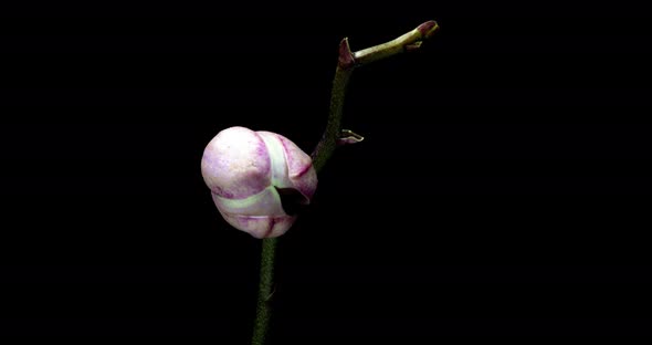 Time-lapse of Opening Three Orchid Flowers  on Black Background.