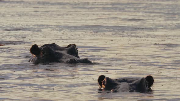 Hippos Swimming In The Cold Lake During Sunset In Bostwana - Close Up Shot